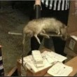 Il mystero del ratto gigante Il mystero del ratto gigante