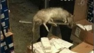 Il mystero del ratto gigante Il mystero del ratto gigante