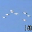 Quell’UFO ha le piume! Quell’UFO ha le piume!