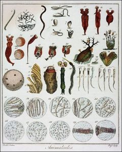 Microrganismi osservati e riprodotti da Anton van Leeuwenhoek (credit: Pubblico Dominio)