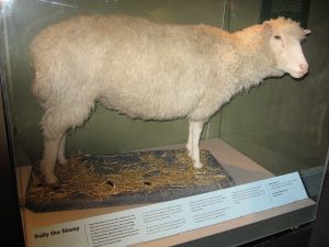 Il corpo di Dolly è oggi esposto al National Museum of Scotland