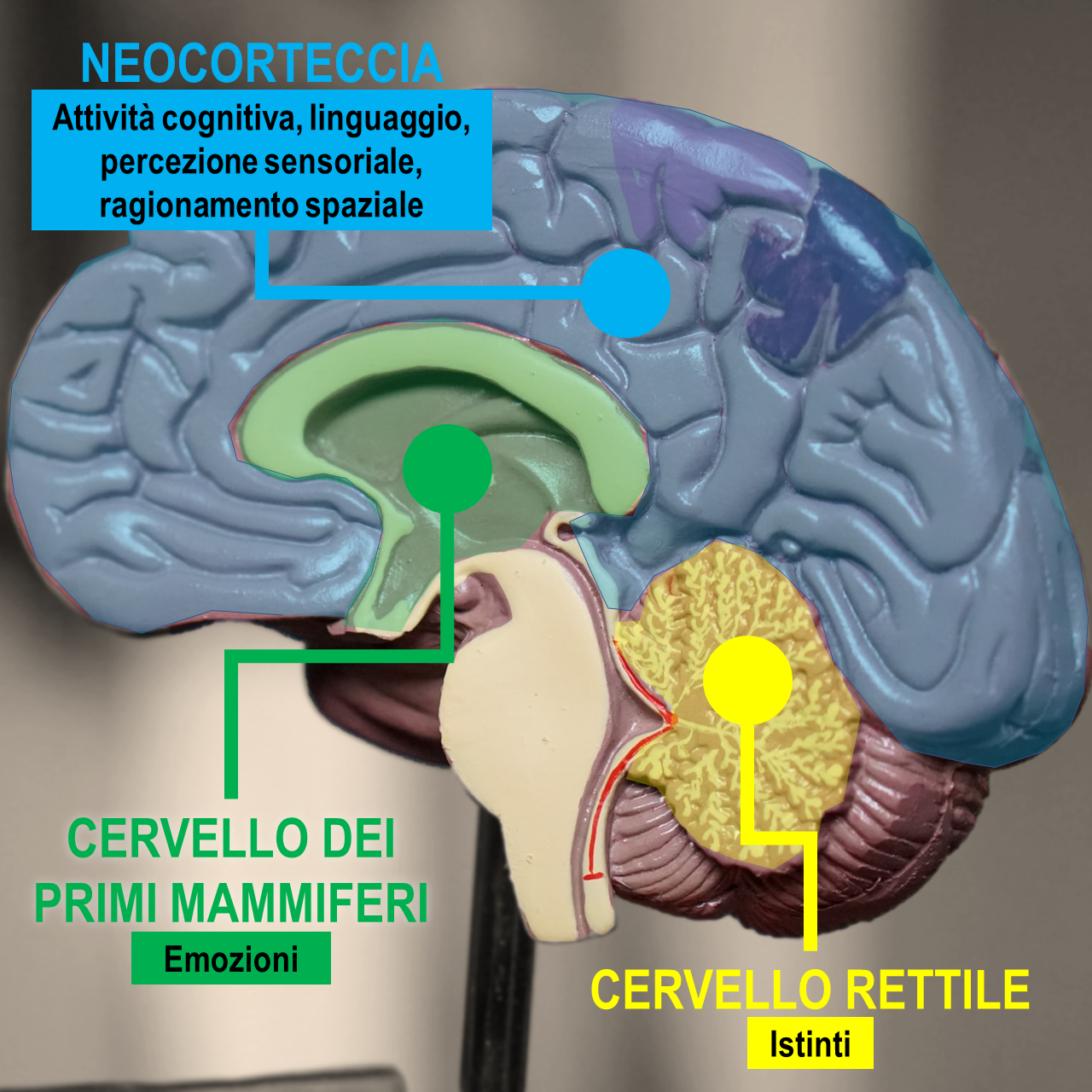 Il Mito Del Cervello Tripartito Query Online il-mito-del-cervello-tripartito-query-online
